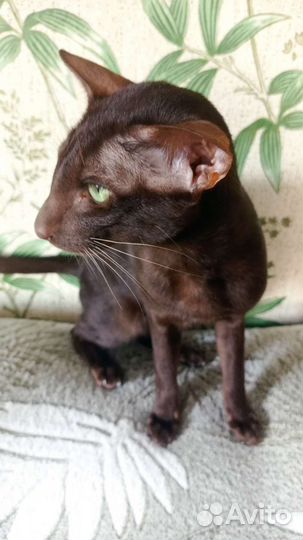 Ориентальная вязка