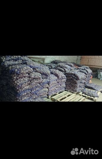 Картофель С доставкой для посадки