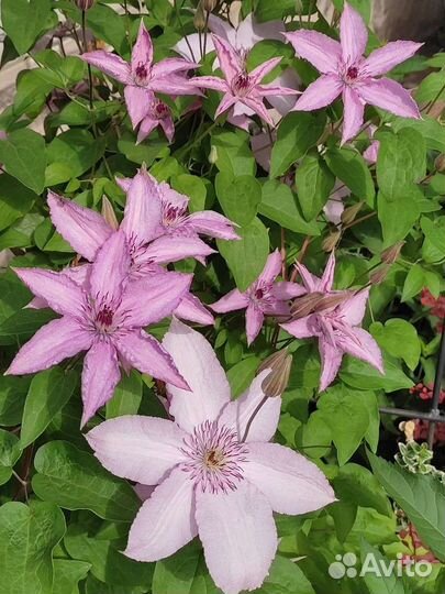 Клематисы