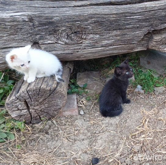 Отдам котят бесплатно