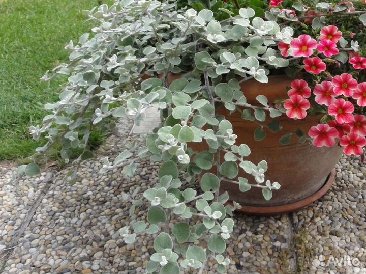 Рассада цветов