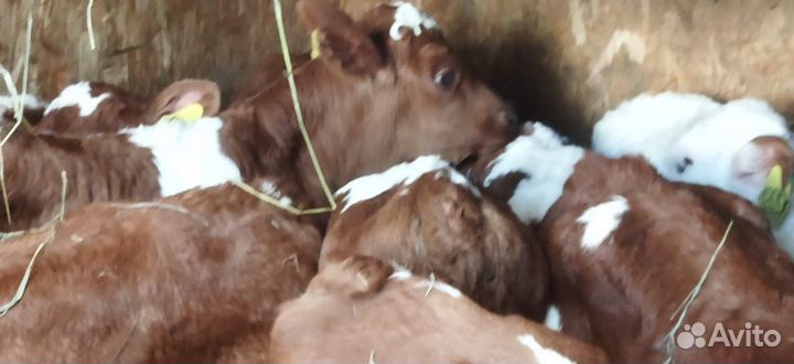Телята с доставкой до двора за наш счёт