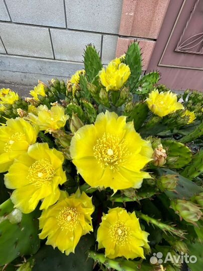 Кактус опунция