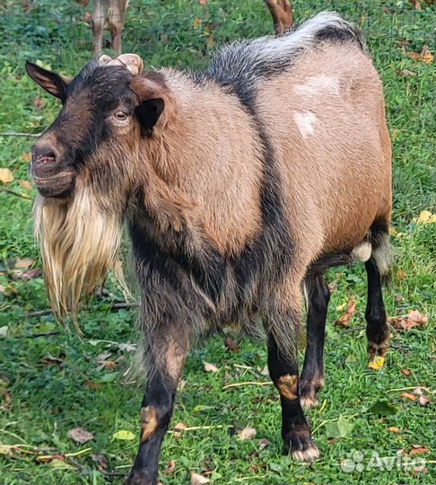 Продам козла