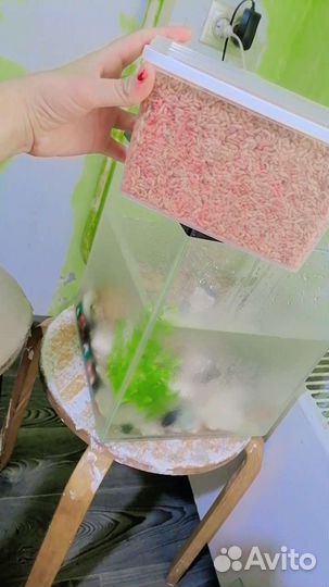 Черепаха с аквариумом