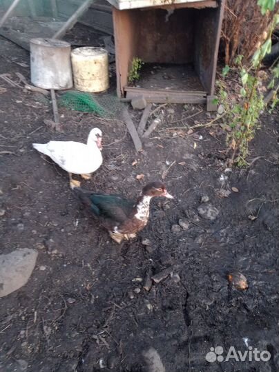 Продам индоуток