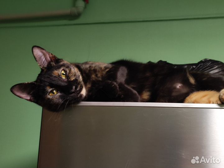 Кошка в добрые руки