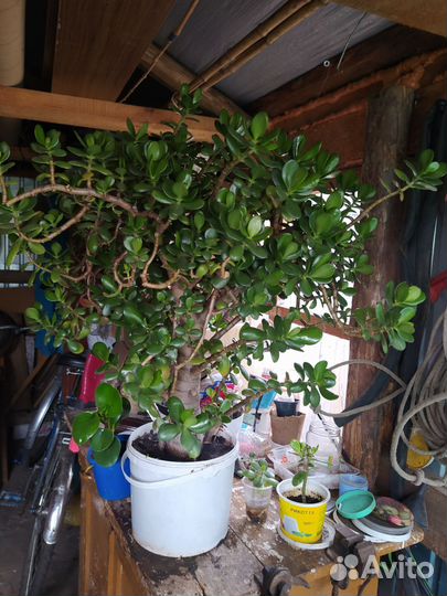 Толстянка и герань