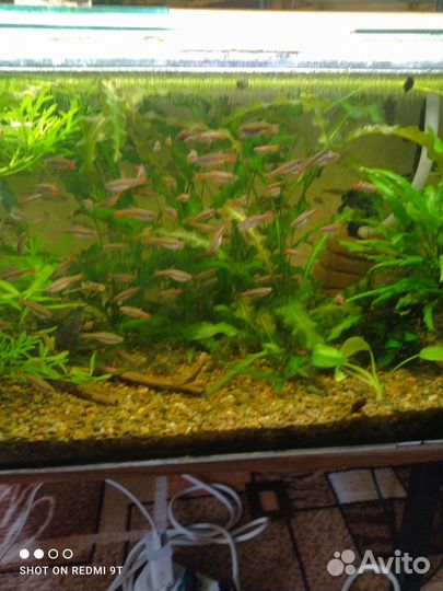 Аквариумные рыбки