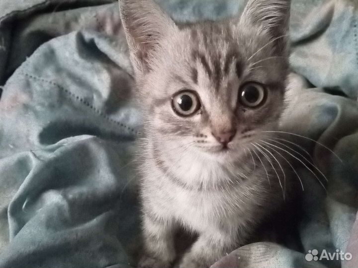 Британская серая кошка