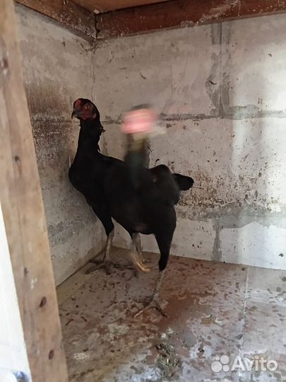 Куры бойцовые