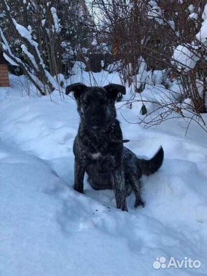 Ищет дом девочка Тигруша