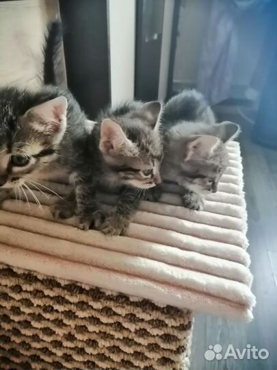 Кошка