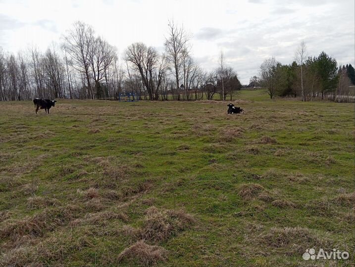 Продажа крс