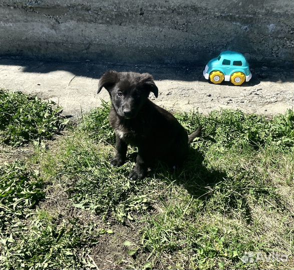 Отдам в добрые руки щенков