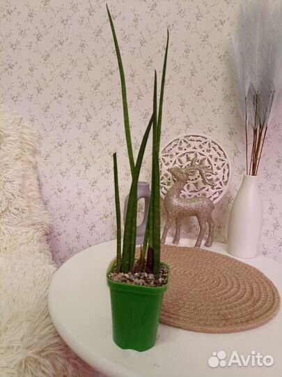 Кактусы и суккуленты