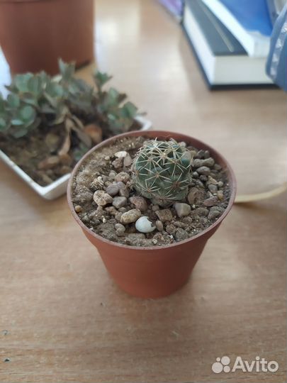 Кактусы и суккуленты