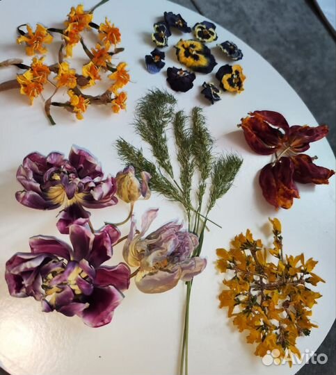 Сухоцветы для творчества