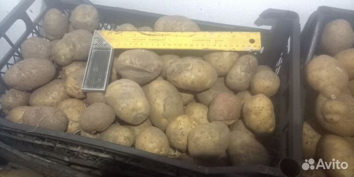 Картофель из погреба