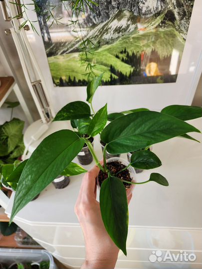 Эпипремнум