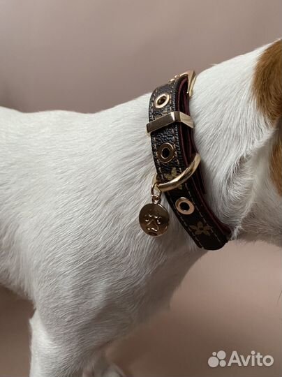 Ошейник шлейка для собак