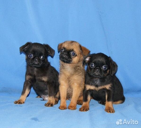 Щенки пти брабансона