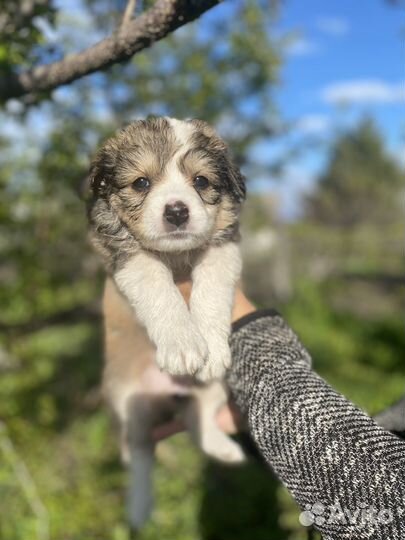 Щенки в добрые руки