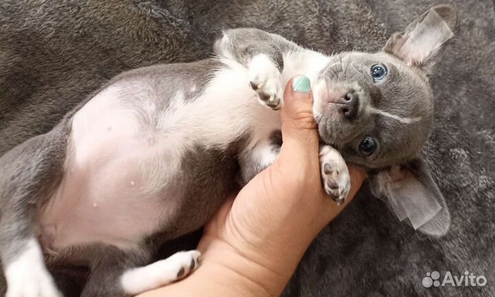 Чихуахуа девчишка