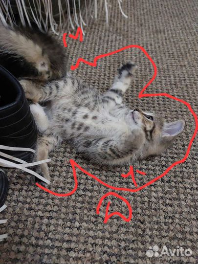 Отдам в добрые руки котят