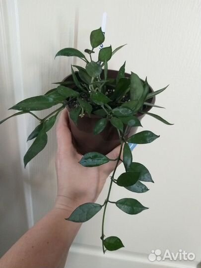 Хойя Лакуноза