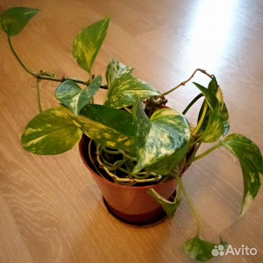 Комнатные цветы бесплатно