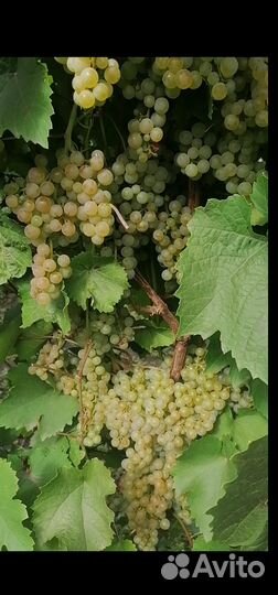 Виноград
