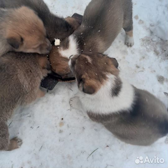 Щенки 1,5 месяца