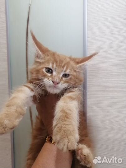 Мейн Кун котята