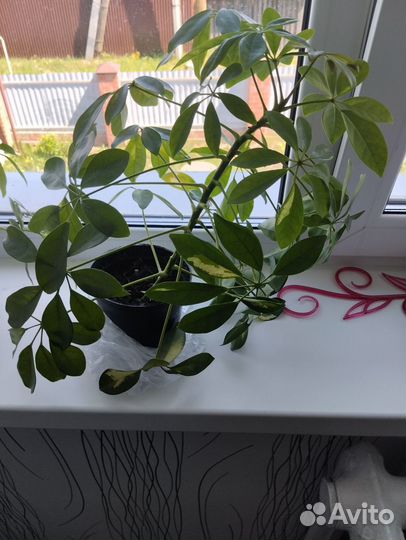 Продам шефлеру