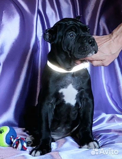 Красавые девочки, документы РКФ