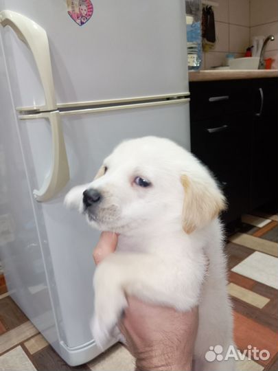 Щенки лабрадора