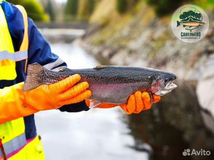 Свежая красная рыба Форель живая / Оптом