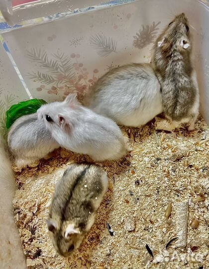 Джунгарский хомяк