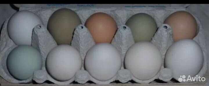 Домашние куриные яйца