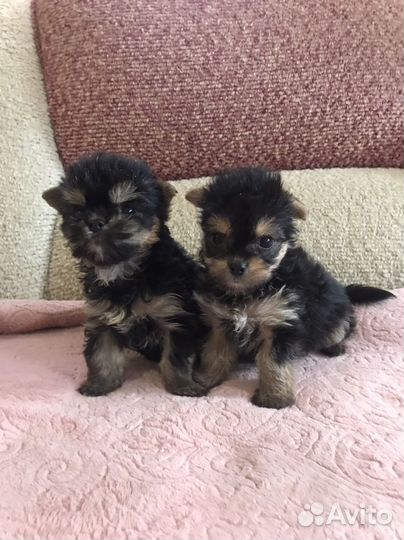 Мини малышки