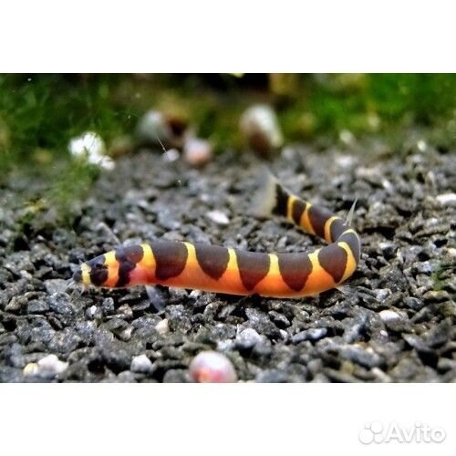 Аквариумная рыбка акантофтальмус