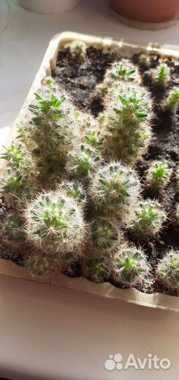 Кактусы и кактусята )