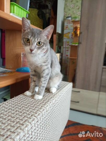 Котик ищет семью