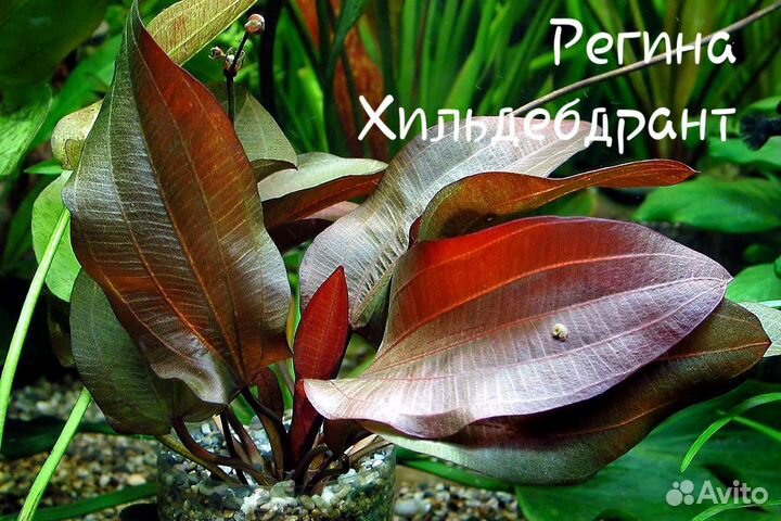 Сортовые Эхинодорусы