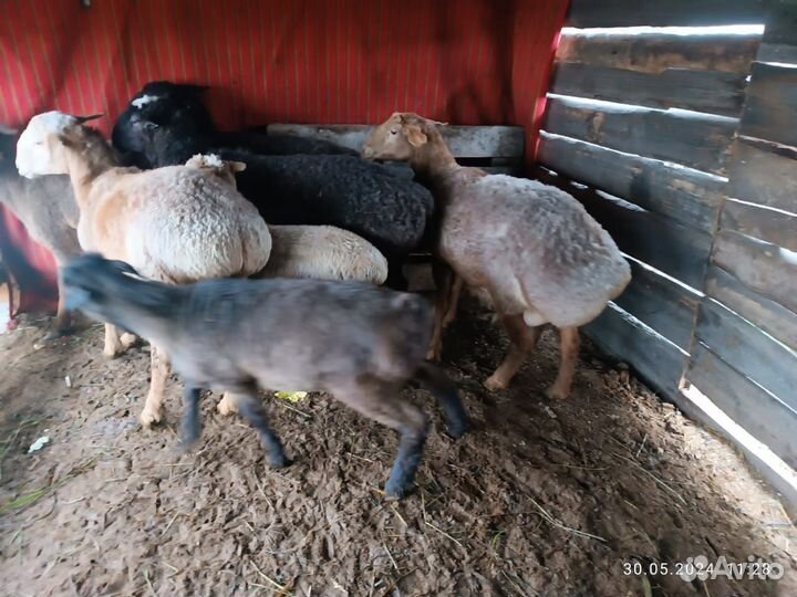 Овцы бараны