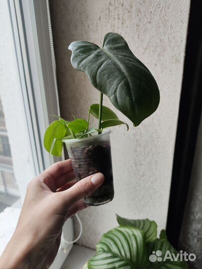 Филодендрон гитаровидный
