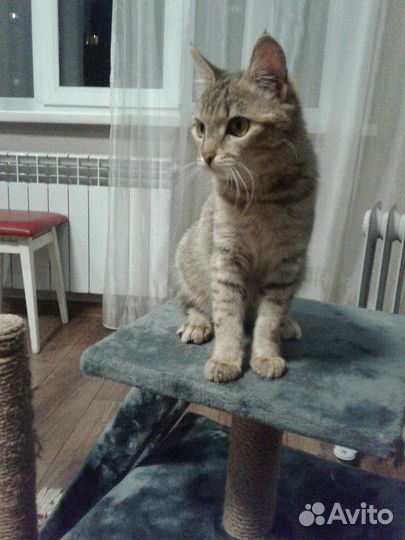 Миниатюрная кошечка