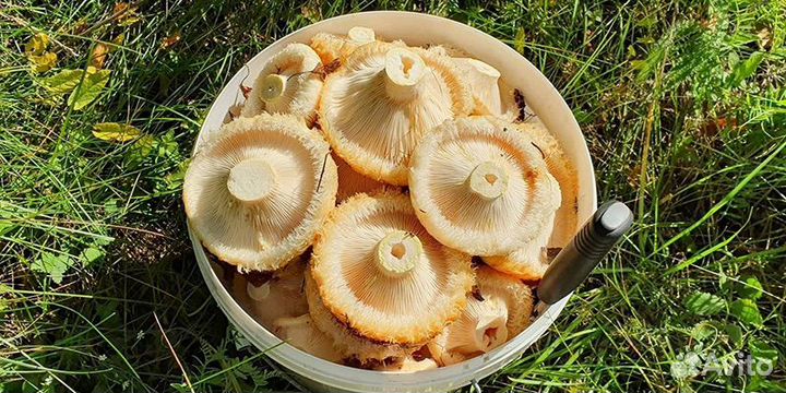 Грибы грузди свежие