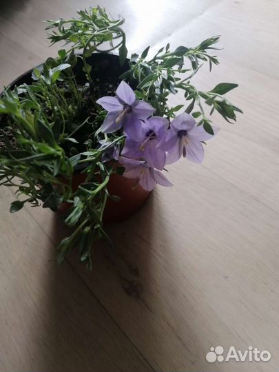 Жених-кампанула